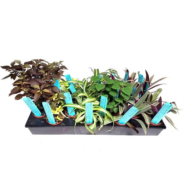 Mini Plants Assorted - 2.5in
