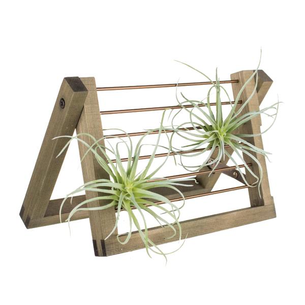 Air Plant Ladder - 6 in