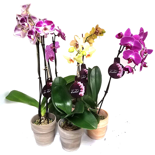Orchid in Ceramic Deco Pot - 5in