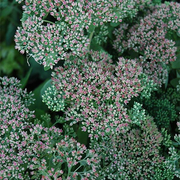 Sedum Autumn Joy (Pink) - 1c