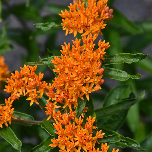 Asclepias Tuberosa (Orange) - 1c