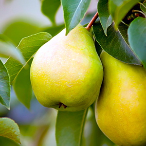 Fruit Trees & Bushes