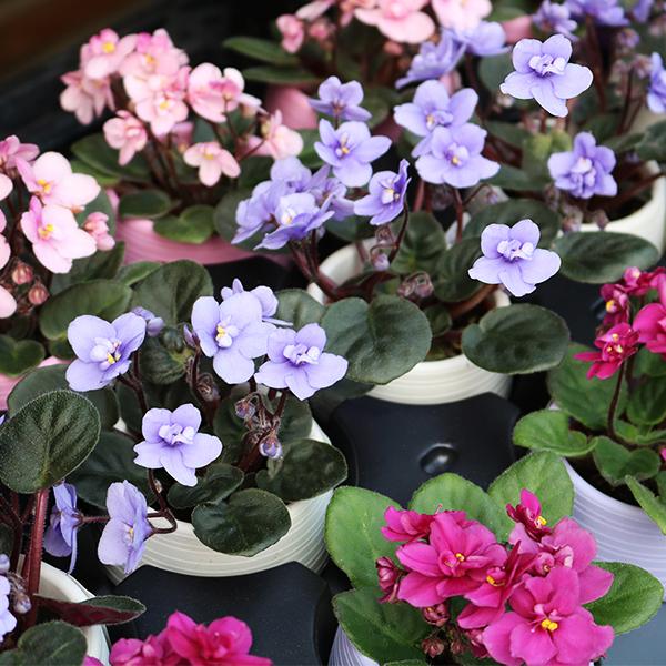 African Violet - 4in