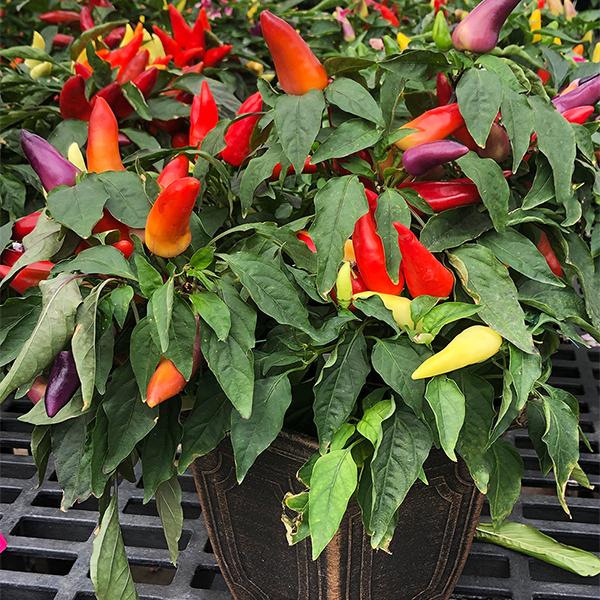 Ornamental Peppers in Deco Pot - 9.6 in