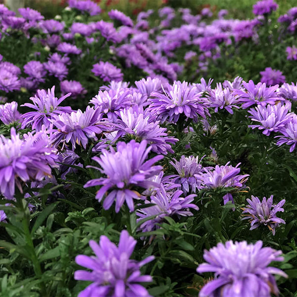 Fall Asters - 9 in