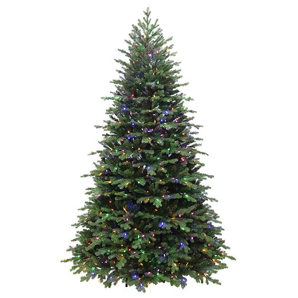 Norway Spruce - 7.5 ft