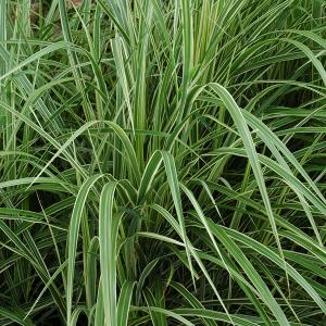 Japanese Silver Grass Variegatus - 3c