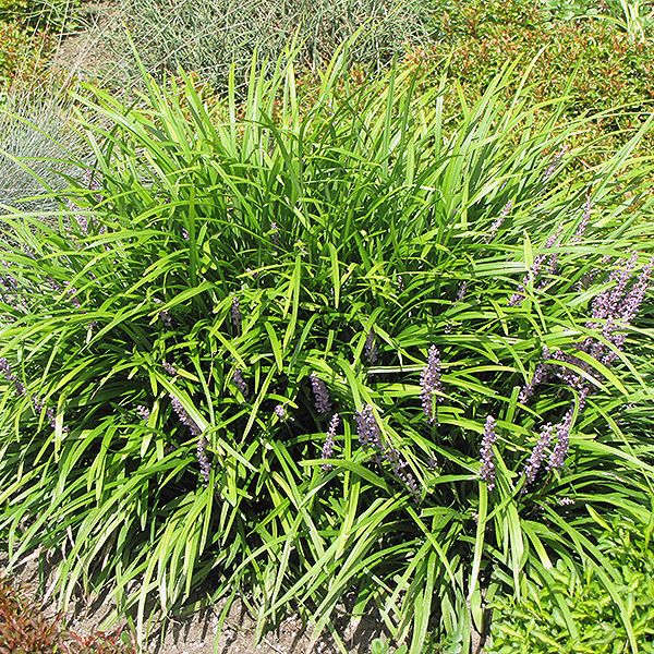 Lily Turf - 4c