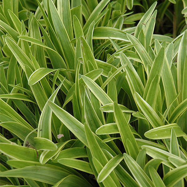 Lily Turf Variegated - 1c