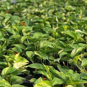 Pothos Golden - 6in