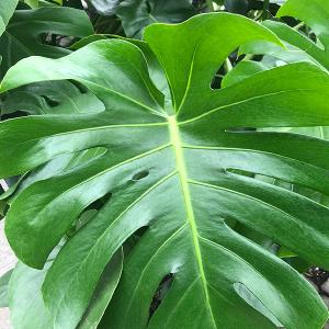 Philodendron (Monstera deliciosa) - 6in