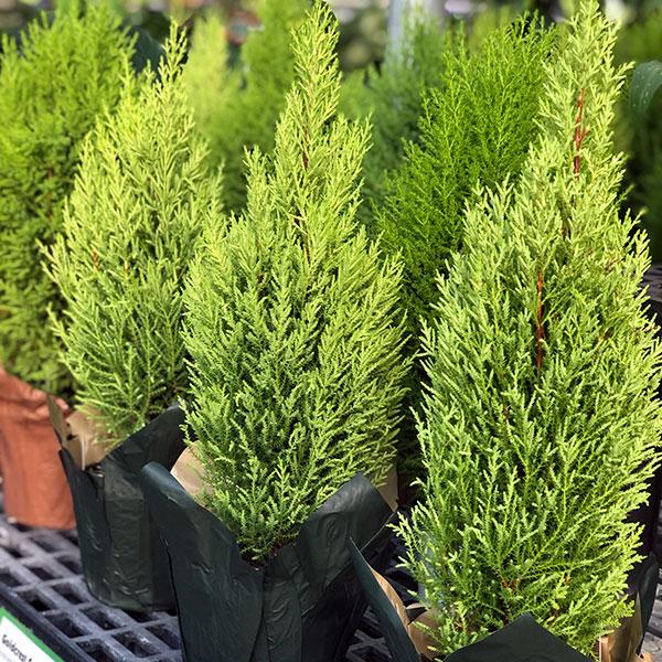 Goldcrest Lemon Cypress - 6in