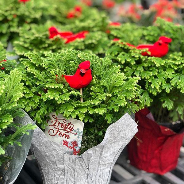 Frosty Fern Deco Pot