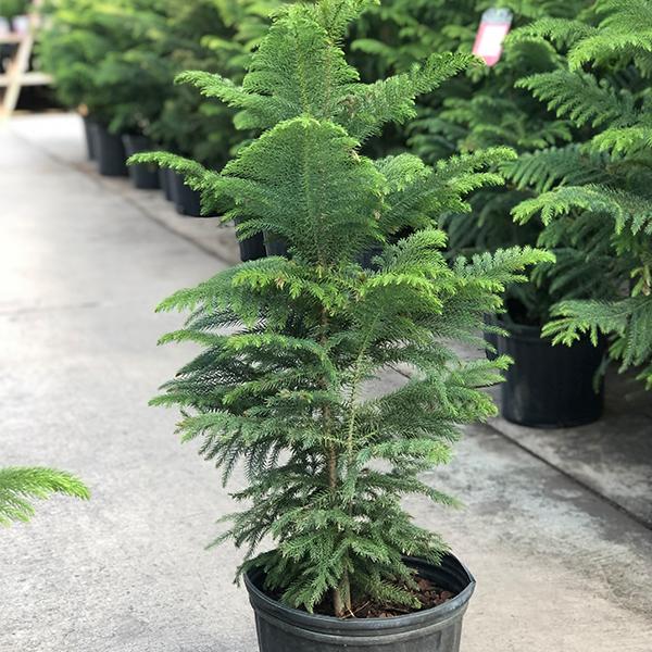 Norfolk Pine - 10 in