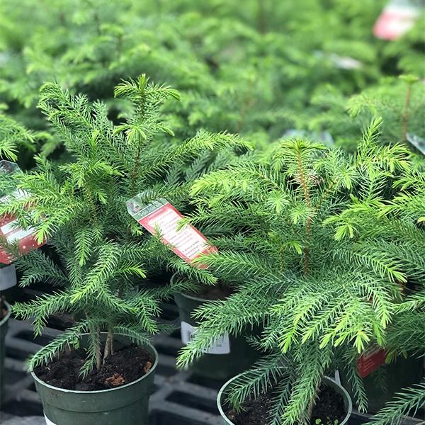 Norfolk Pine -  4 in