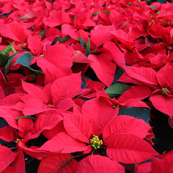  Poinsettia - 4 in