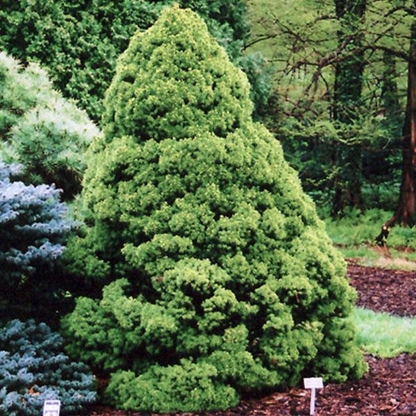 Spruce Dwarf Alberta 6 ft - 6c