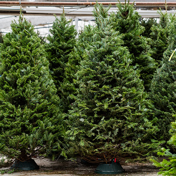 Fresh Cut Christmas Trees