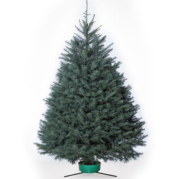 Fresh Cut Concolor Fir Tree 5-6 ft