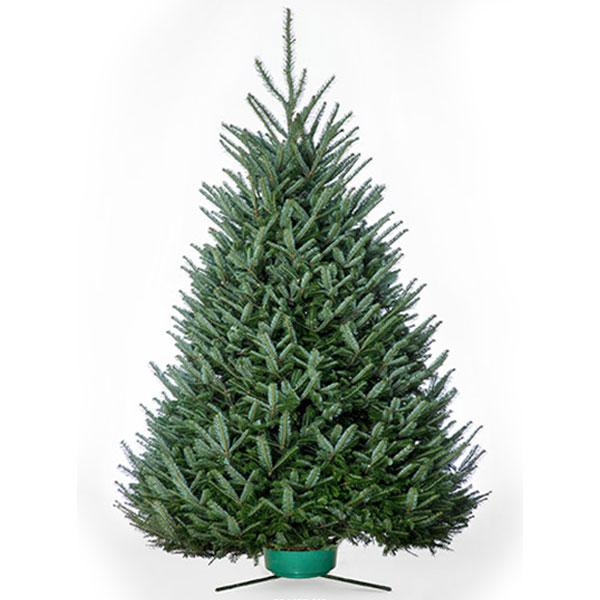 Fresh Cut Fraser Fir Tree 5-6 ft