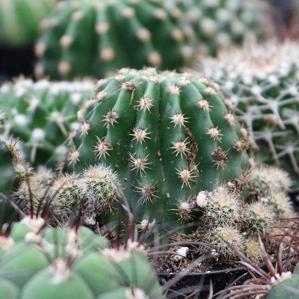 Cactus (Asst) - 4.5in