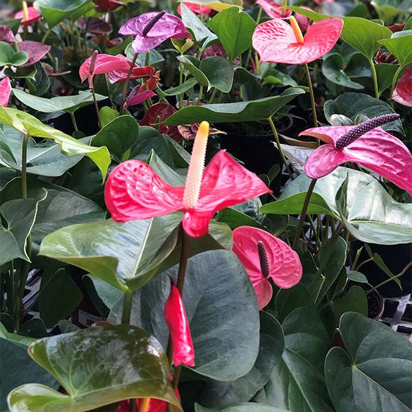 Anthurium - 6in