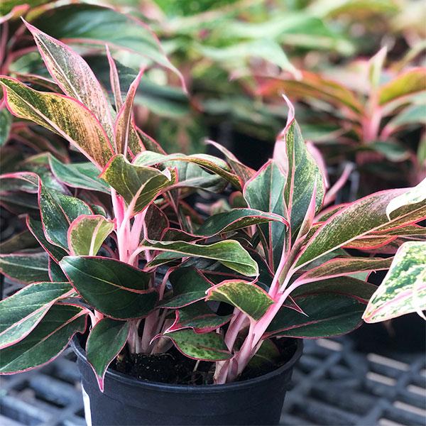 Aglaonema - 6in