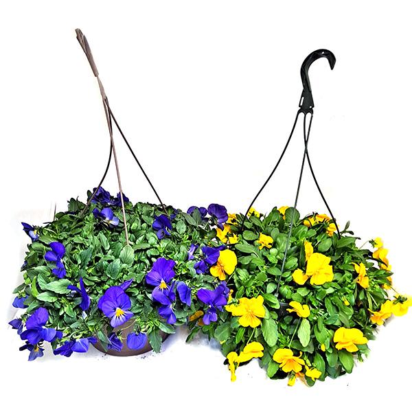  Colorful Pansy Hanging Basket - 10 in