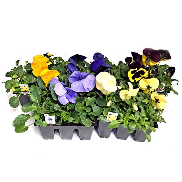 6 Pack of Colorful Pansies and Violas