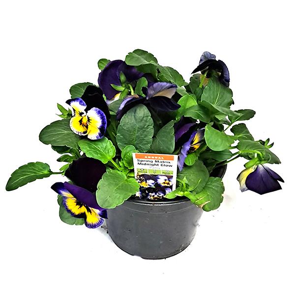  Colorful Pansies - 6 in