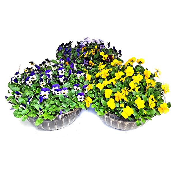 Colorful Pansy/Viola Bowl