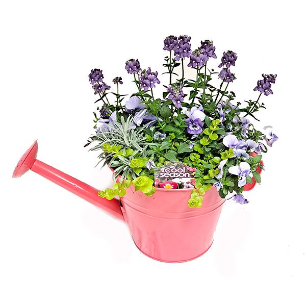 Cool Weather Flowering Large Watering Can Planter