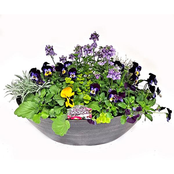 Cool Weather Flowering Oval Planter