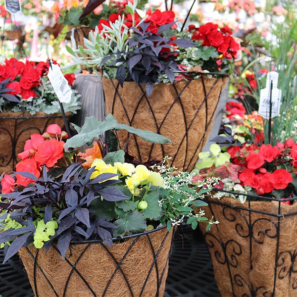Premium Mixed Planter - 14in