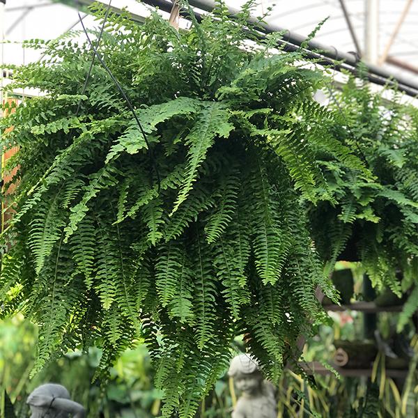 Boston Fern Hanging Basket - 10 in