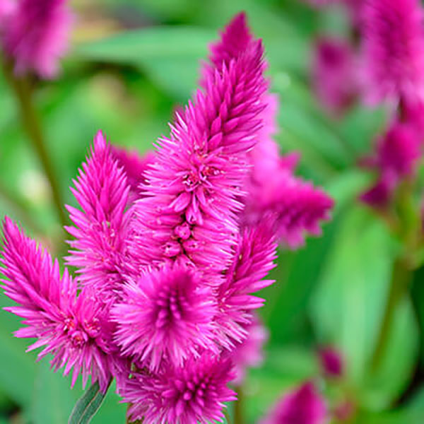 Celosia 6-Pack