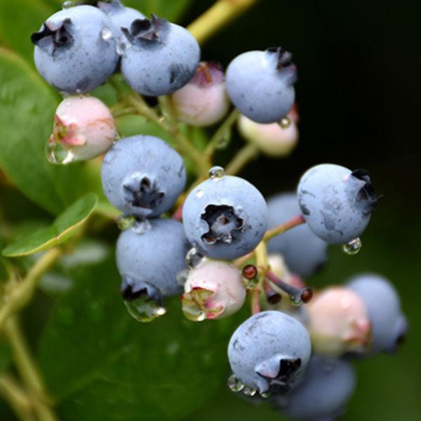 Blueberry Jersey Late - 2c