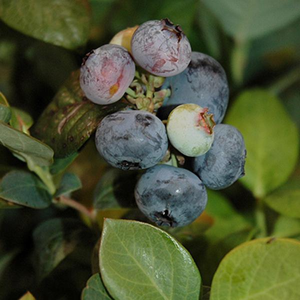 Blueberry - Dwarf Peach Sorbet 2c