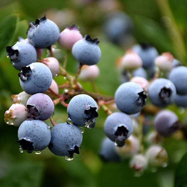 Blueberry Bluecrop Midseason