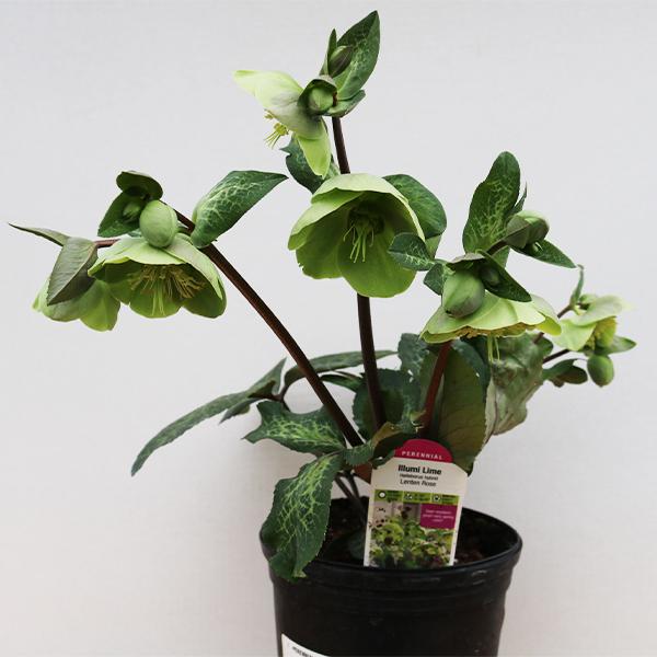 Helleborus Illumi Lime - 1C