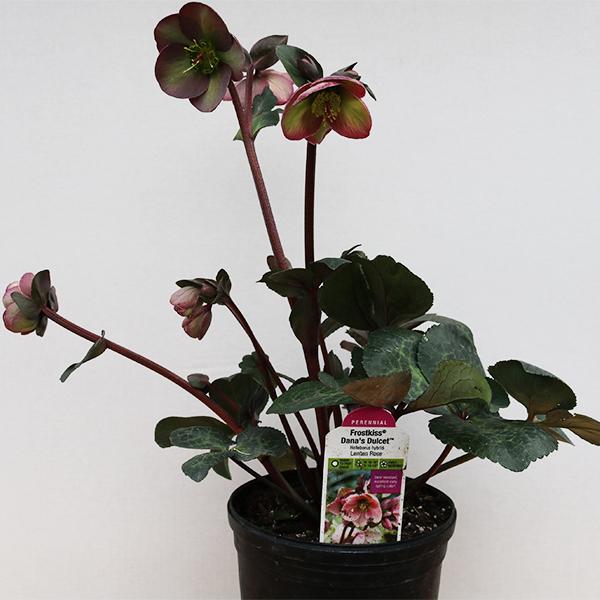 Helleborus Dana Dulcet - 1C