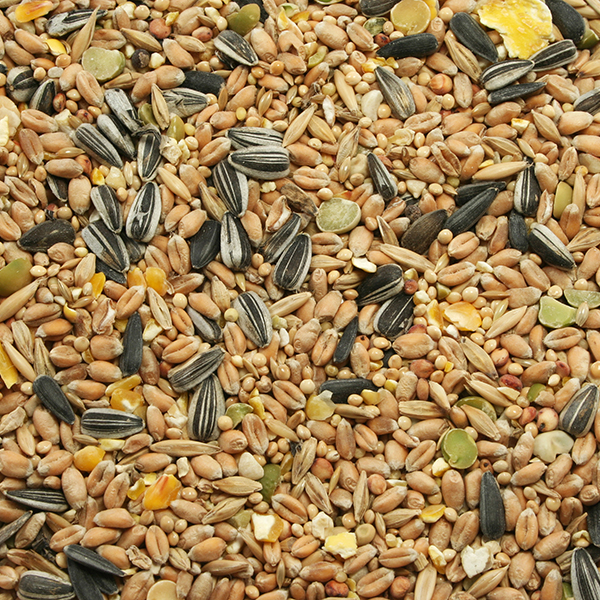 Bird Seed