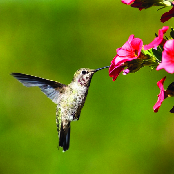 Hummingbird Supplies