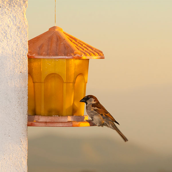 Bird Feeders and Accessories