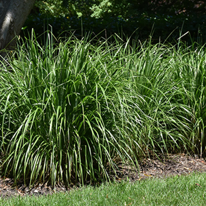 Grasses