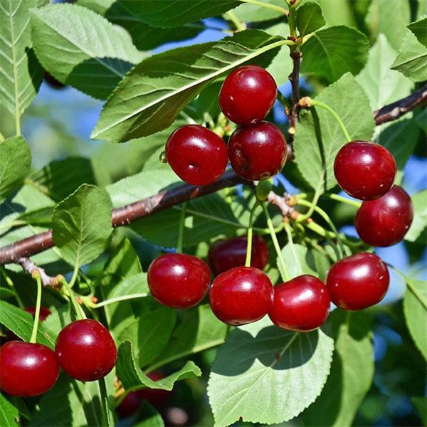 Cherry Bush - Carmine Jewel 7c
