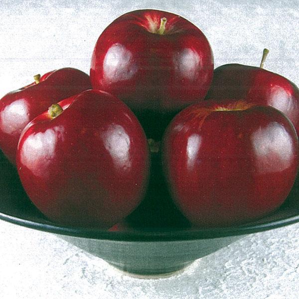 Apple, Jonathan Semidwarf--7 gallon