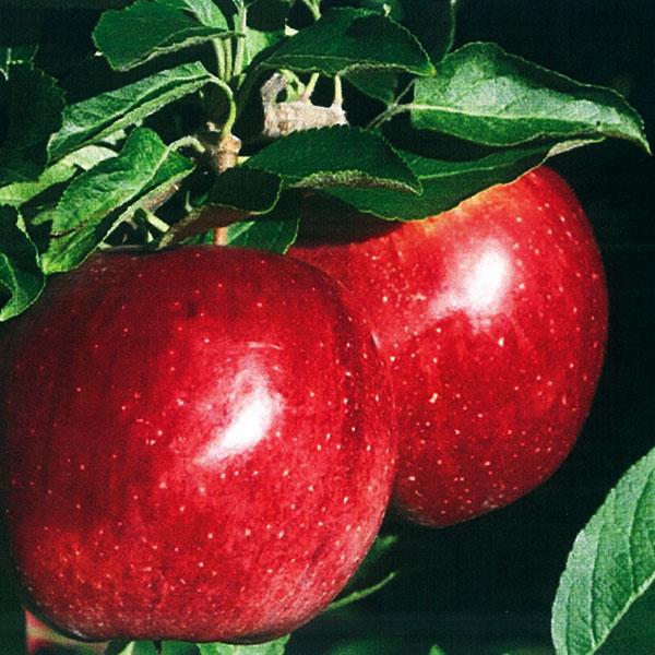 Apple - Red Fuji Semidwarf 7c