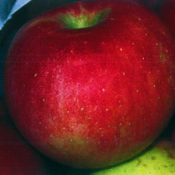 Apple, Red Winesap Semidwarf--7 gallon