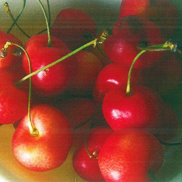 Cherry - Whitegold Semidwarf 7c